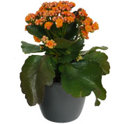 Kalanchoe orange + Cache pot Anthracite